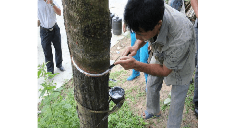 天然橡膠初加工設備和生產過程