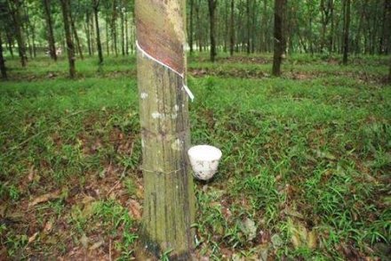 天然橡膠生膠縐片機對物料產(chǎn)生輥壓、剪切，從而使物料壓薄、表面起皺